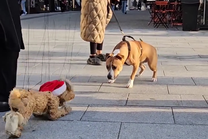 Real Dog and Marionette Puppy Play Together